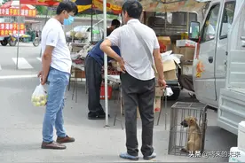 屠夫花50元钱买了一只小狗崽，善心顾客花180元钱买走，看咋回事图片