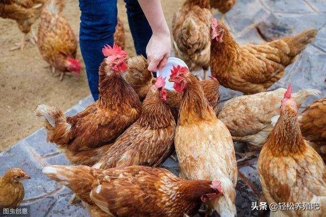 脱毛对鸡皮肤有好处吗