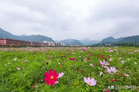 离重庆仅两个小时的避暑胜地，气温只有24度，还能体验田园生活图片