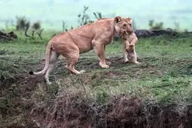 狮子告诉你，母爱有多伟大！母狮悬崖救子，上演惊现一幕图片