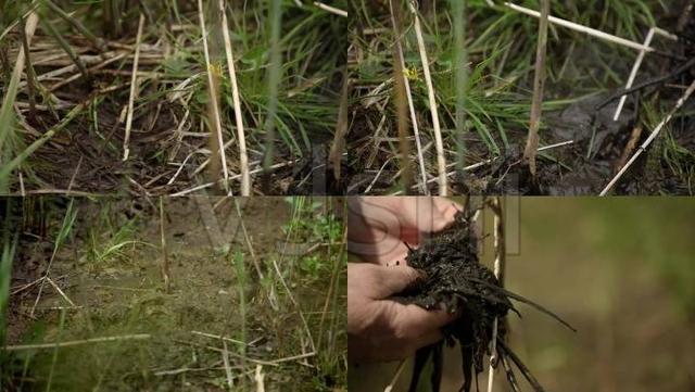 昆虫喂鸡效果好，本文教养鸡户4个人工育虫的妙招