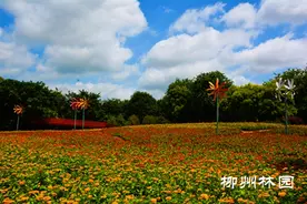 “夏日赞歌 百年芳华”柳州园博园夏季百日草花展请你来打卡图片
