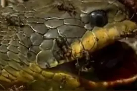 神秘蚂蚁山，满山都是红蚂蚁，牧羊人都不敢去，毒蛇闯进去会怎样图片