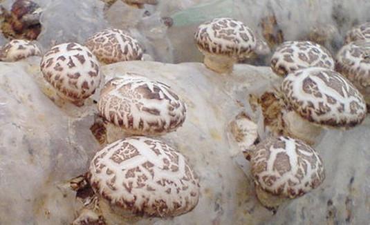 三十一种常见的菌类蘑菇图片