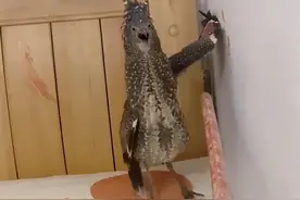 广西女子家中飞进不明生物，翅膀撑墙站枕头上相当帅气！女子吓傻图片