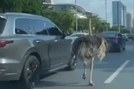 佛山街头惊现1.7米狂奔鸵鸟，跑上佛山大道与汽车“赛跑”图片