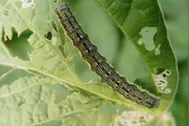 初秋多雨，辣椒“棉铃虫”猖獗，技术员教你3招，外防内治损失少图片