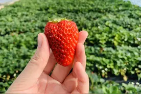 草莓1月精细管理技术图片