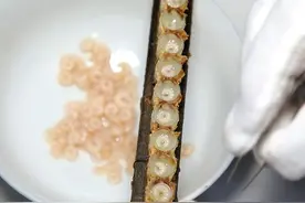 蜂王胎不能和什么一起吃？蜂王胎可以长期吃吗？图片