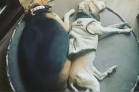 “容易发胖”的6种狗狗，养成猪了，会短寿两年图片