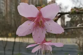 桃李杏梅樱傻傻分不清？专家教你一眼认出樱花图片
