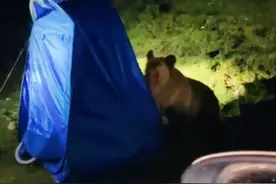 西藏一女孩自驾游，露营炖牛肉引来野熊，野外遇到黑熊该怎么办？图片