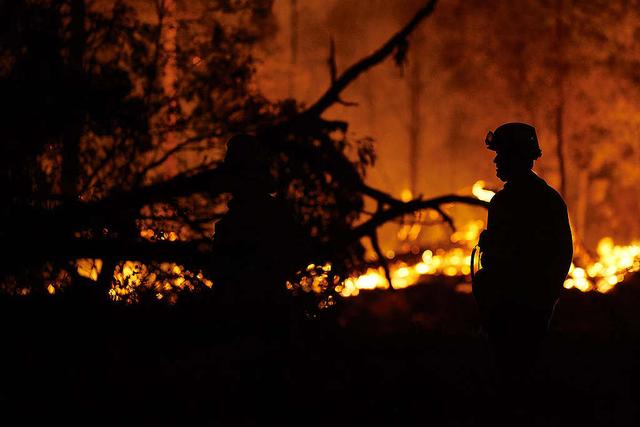 澳洲母牛开始吃蛇，专家称缺乏营养，是真的吗？这预示着什么？