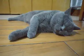 猫咪被困家中73天，独自顽强求生，再见主人时，它哭得泪流满面图片