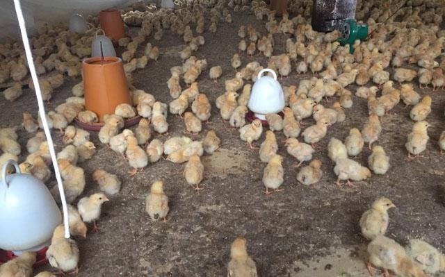 什么是小鸡开口药?怎样选择才正确?