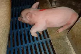 问诊案例 | 仔猪出生后后腿抖动，要怎么处理？图片