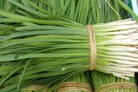 韭菜追肥：人粪尿和草木灰哪个更好？答案已经有了图片