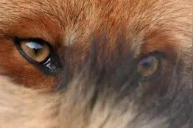 心理测试：三个狐狸眼睛，哪一个最迷人？测你凭什么魅力吸引男人图片