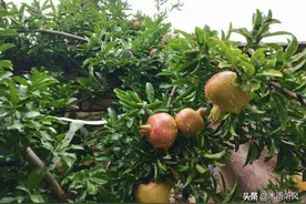 移栽石榴树，我们需要选择什么时候最为合适？有什么需要注意的？图片