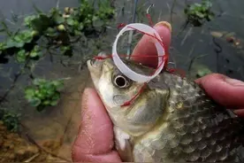 夏季巧钓大鲫鱼：袖珍海竿自制小爆炸钩，钓法简单渔获好图片