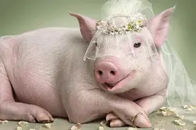 中国为什么不复刻美国机械化杀猪模式，简单、快捷，肉价还便宜图片