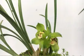 兰花专用土养的兰花为什么一直枯叶烂根，兰花根系都快空根完全了图片