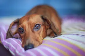 狗狗突然食欲全无？有可能是患上了胃炎，狗狗的胃炎到底有多严重图片