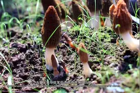 靠这支科研队伍，中国得以吃到世界最便宜的羊肚菌图片