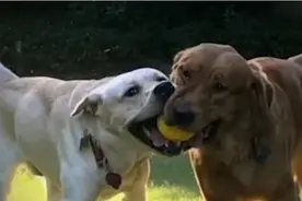 央视评杭州“最严养犬令”：要像查酒驾一样严格视频封面