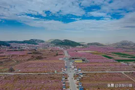 肥城丨万亩桃花进入最佳观赏期，桃花深处还有个600年的石头村图片