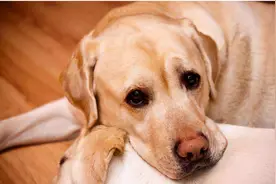 狗鼻子“掉色”的7个原因，请做好预防图片