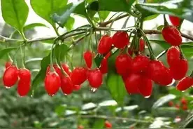 《本草精荟》：滋补肝肾：枸杞子图片