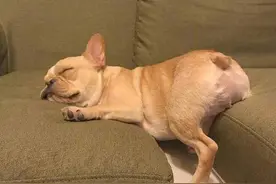 10天不洗澡也“香香的”6种狗，有你喜欢的吗？图片