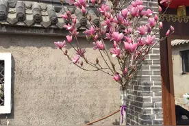 玉兰花棒棒糖美到爆表。图片