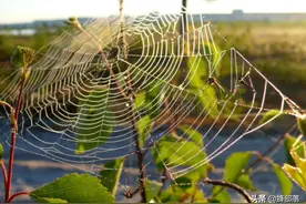 蜘蛛：冒着生命危险获得爱情，洞房花烛夜却献给了“双脚”图片