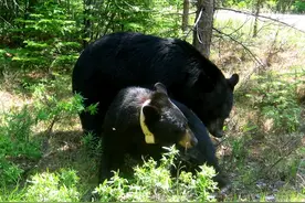 黑熊的交配繁衍，奇怪的知识又增加了图片