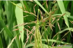 这种大米被称“土豪米”，一斤60-200元，产自中国，你吃过吗？图片