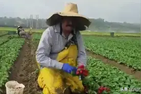 说好的机械化农场？美国采摘公司高温跪地摘萝卜，每箱才给2美元图片