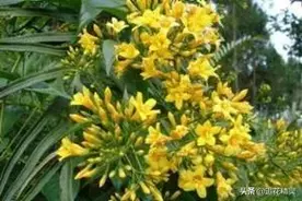 蜂蜜用对是药，吃错了是毒！怎样才能安全吃蜂蜜？要明白毒从哪来图片