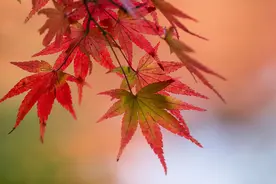 女人，小心那个只在晚上找你聊天的男人图片