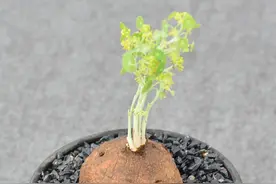 苗苗的花丨能聚财的“金线吊乌龟”图片