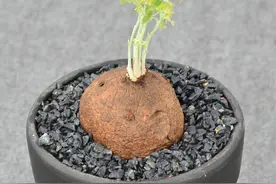 苗苗的花丨能聚财的“金线吊乌龟”图片