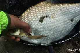 问鱼情钓鱼人说“狂口”？别得意，这三点教你把握难得的时机图片