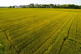 有2种费用，村干部不能随意向村民收取，一旦出现，村民可举报图片