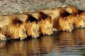 坏男孩联盟其实是一个极其失败的联盟，保护区的老板才是幕后赢家图片