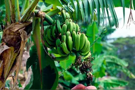 真的是地理环境决定了经济发达程度吗，还有没有其他因素？图片