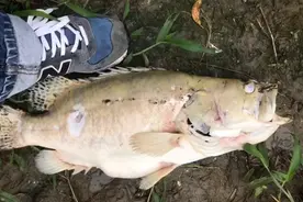 江苏男子河边钓鱼捡到条大鳜鱼，可惜已发臭，网友：现成的臭鳜鱼图片