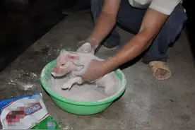 小猪接生教程：小猪接生步骤，仔猪接生注意事项和操作顺序图片