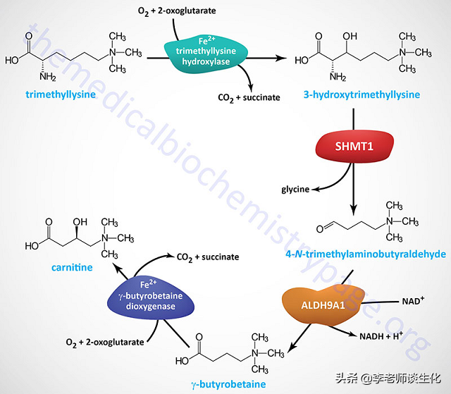 氨基酸的碳架氧化（二）