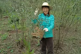 下乡摘豆子，猜猜是什么豆子，不常见的植物图片